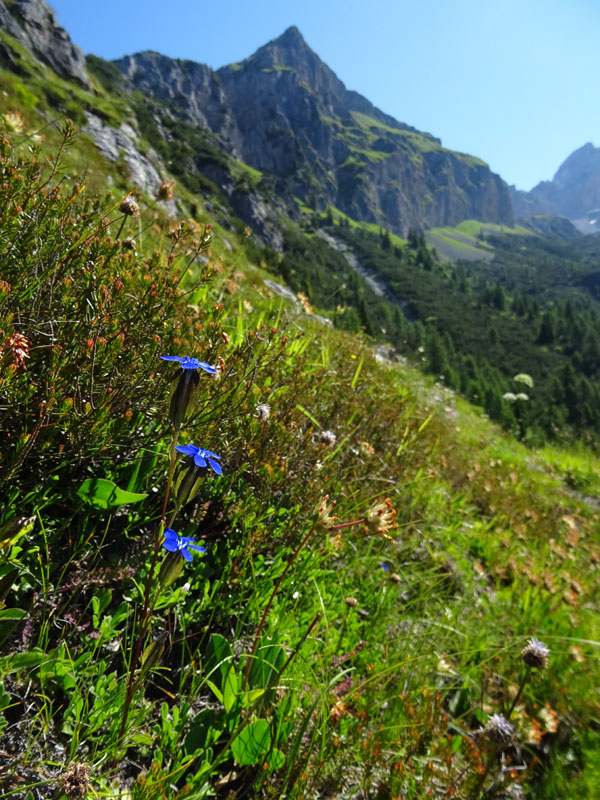 Gentiana utriculosa / Genziana alata